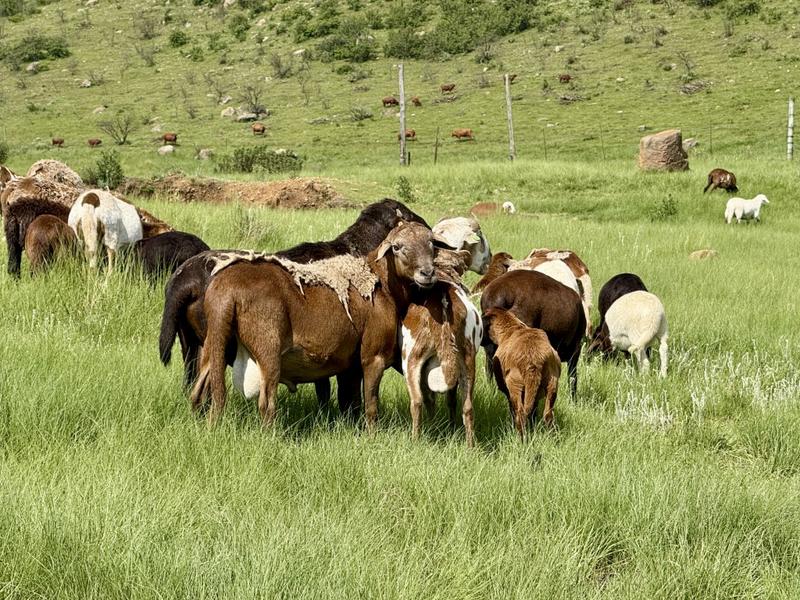 0 Bedroom Property for Sale in Harrismith Free State